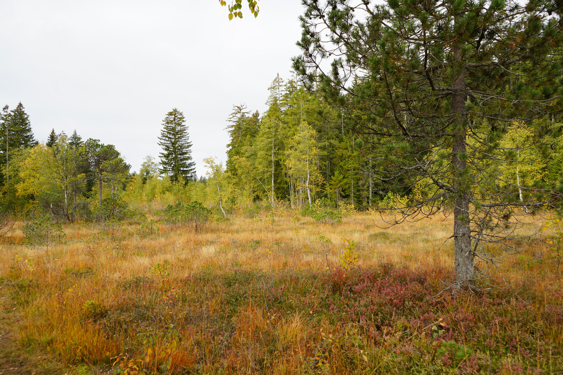 Moorlandschaft mit Pflanzenbewuchs.